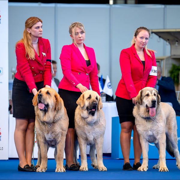 Best Spanish Mastiff Breeding Group at World Dog Show'24